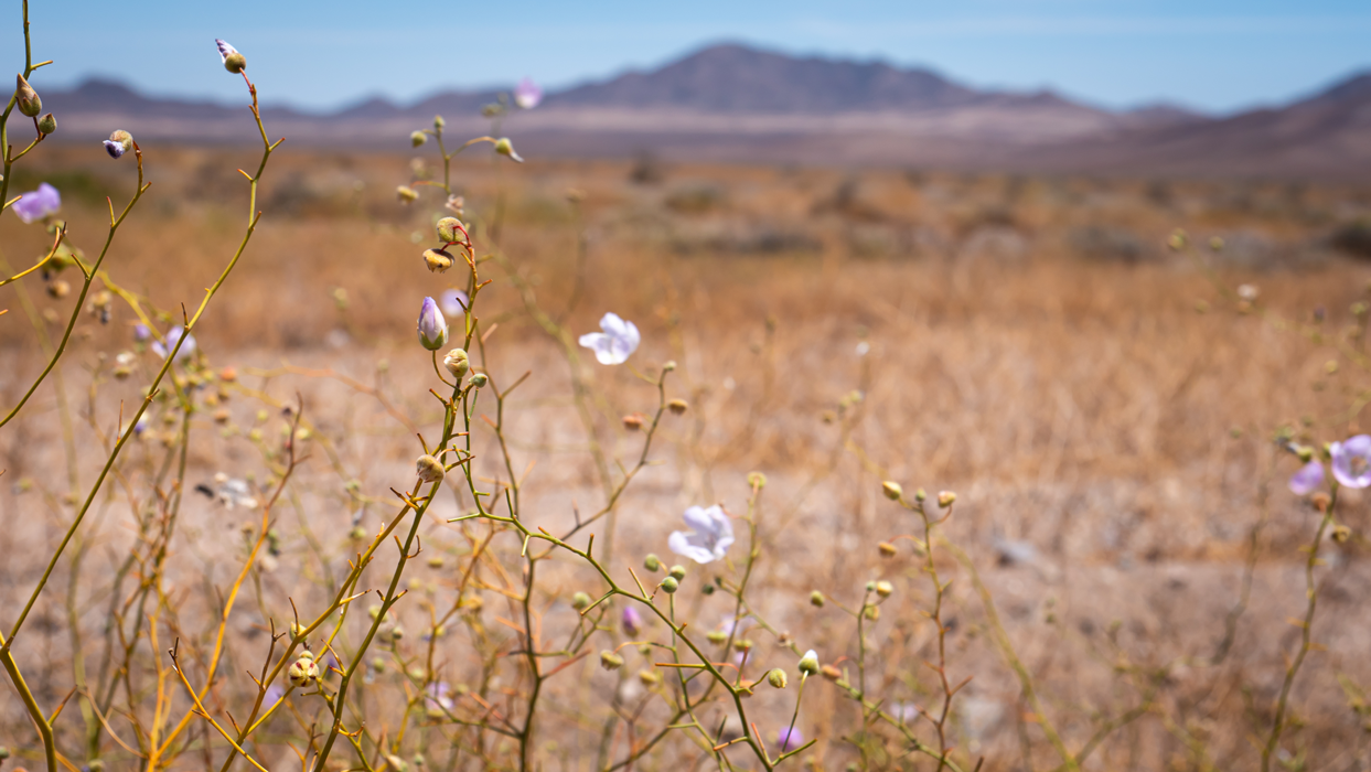 Archivo-Sernatur-Desierto-Florido
