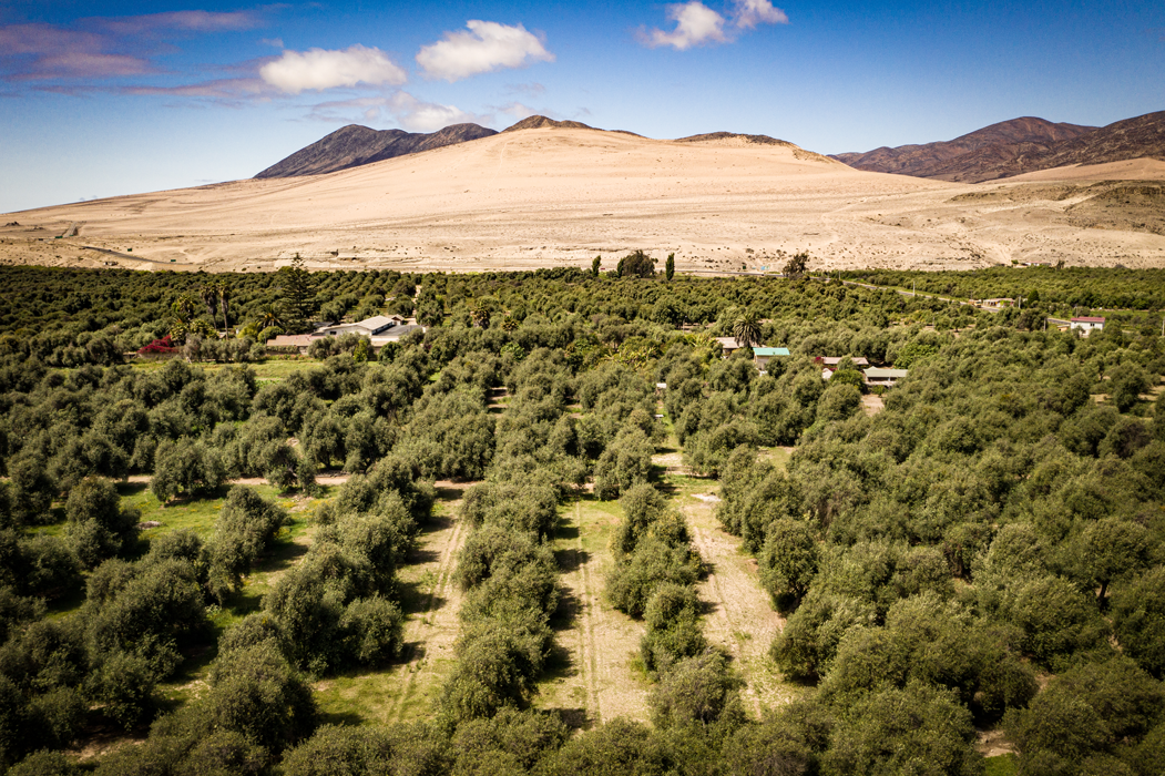 Archivo-Sernatur-Huasco-bajo-Olivos-Centenariois-1